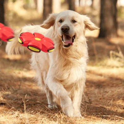 2-in-1 Flying Dog Toy